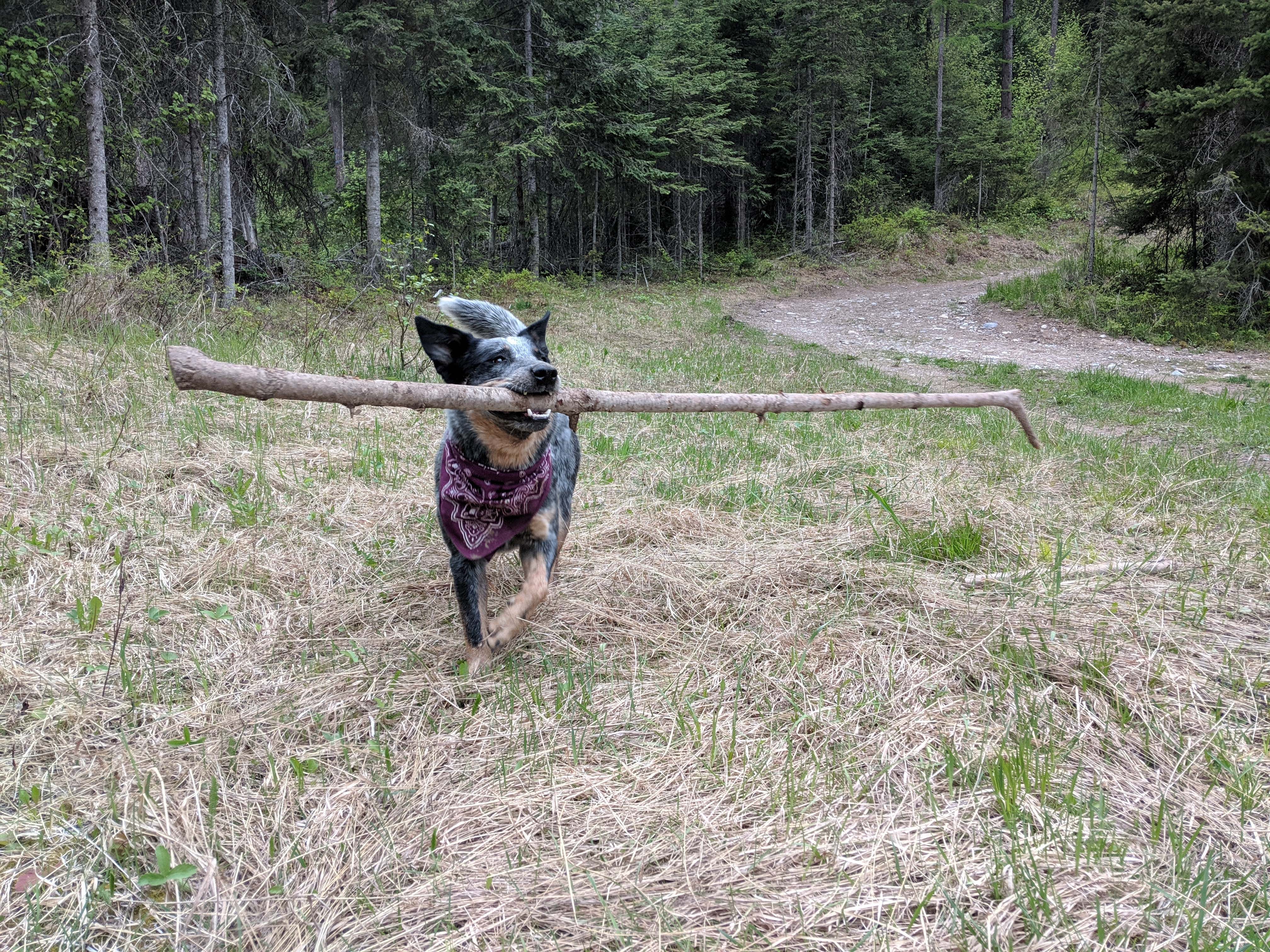 Ophilia with a giant stick in her mouth