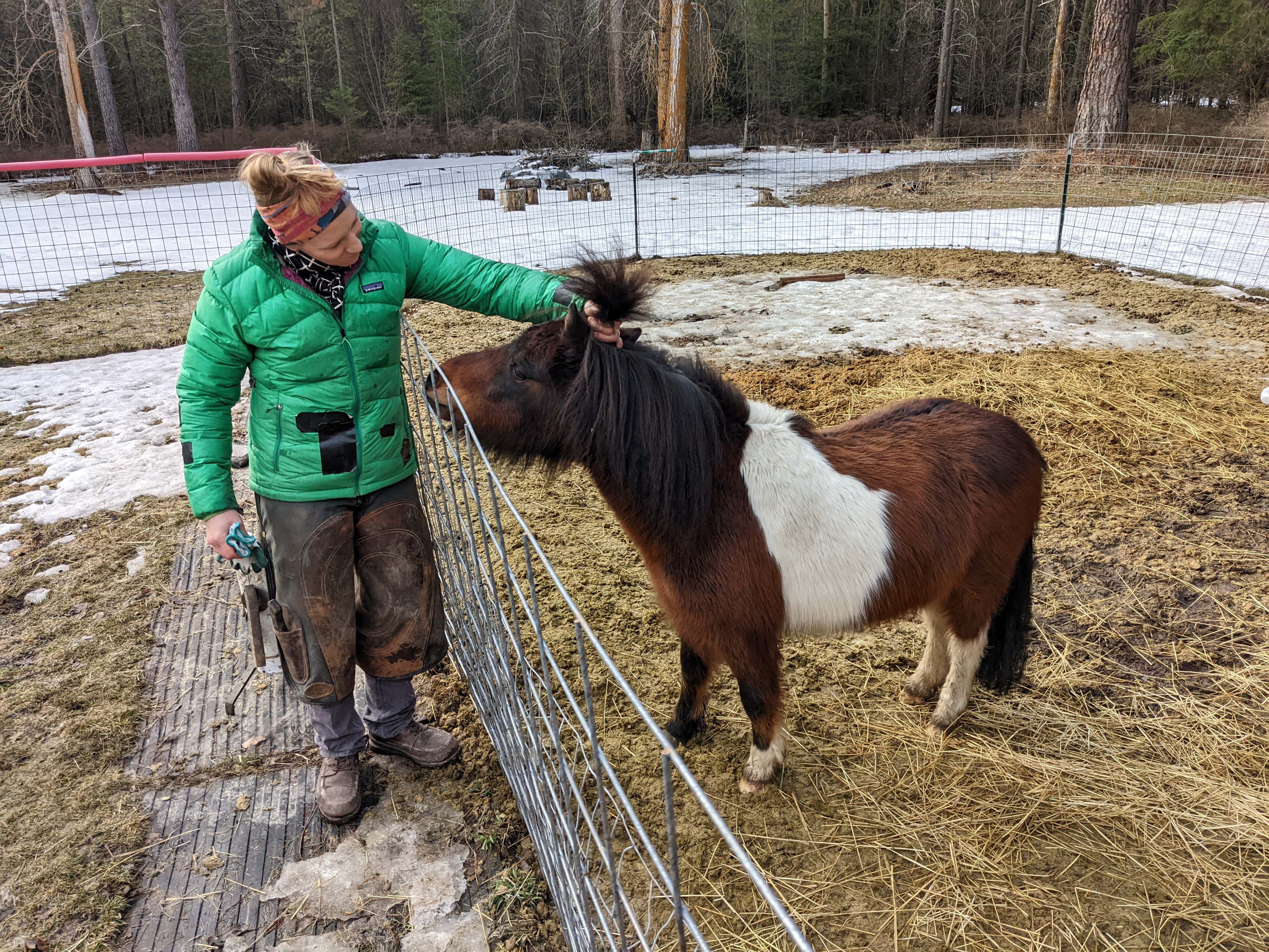 Eli giving a mini horse a top-knot