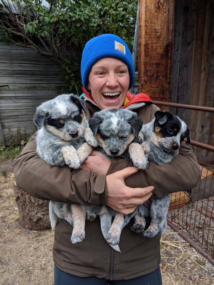 Eli with arms full of three blue heeler puppies